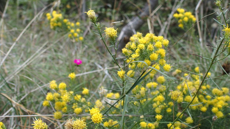 Galatella linosyris